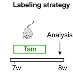 Open access visualization of Workflow, Illustration, Tamoxifen, Induction