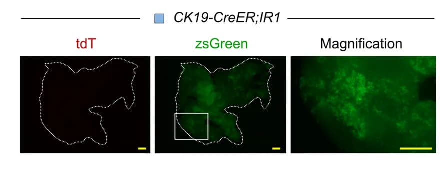 Open access visualization of Microscopy, Pancreas, Fluorescent Images, CK19-CreER;IR1