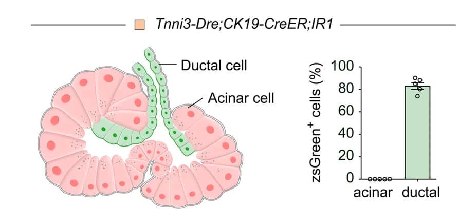 Open access visualization of Illustration, Bar Plot, Scatter Plot, Labeling Strategy, Ductal Cells