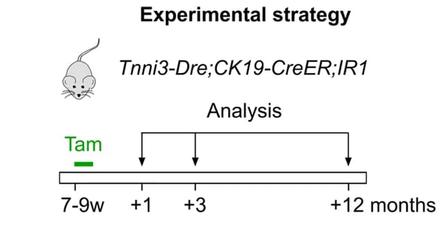 Open access visualization of Workflow, Flowchart, Lineage Tracing, Experimental Strategy