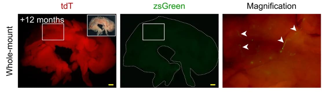 Open access visualization of Microscopy, Photo, Fluorescent Images, Pancreas, zsGreen