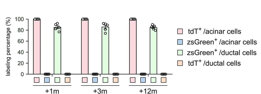 Open access visualization of Bar Plot, Scatter Plot, Quantification, Acinar Cells, tdT