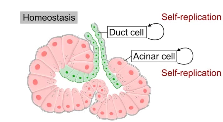 Open access visualization of Illustration, Workflow, Schematic Diagram, Pancreatic Exocrine Gland, Lineage Transdifferentiation