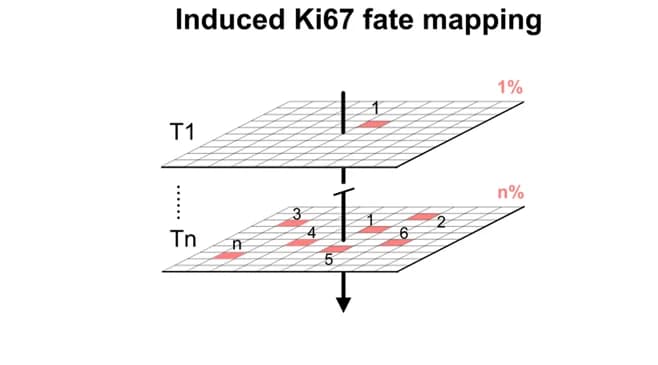Open access visualization of Illustration, Workflow, Ki67, Pancreas, Cell Proliferation