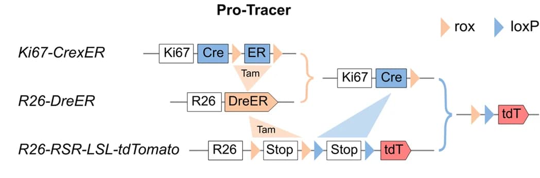 Open access visualization of Workflow, Flowchart, Illustration, ProTracer, Cell Proliferation