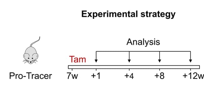 Open access visualization of Workflow, Illustration, Tam Injection, Experimental Strategy