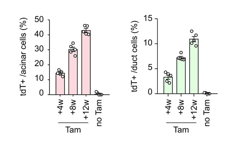 Open access visualization of Bar Plot, Scatter Plot, Immunostaining, tdT, E-cad