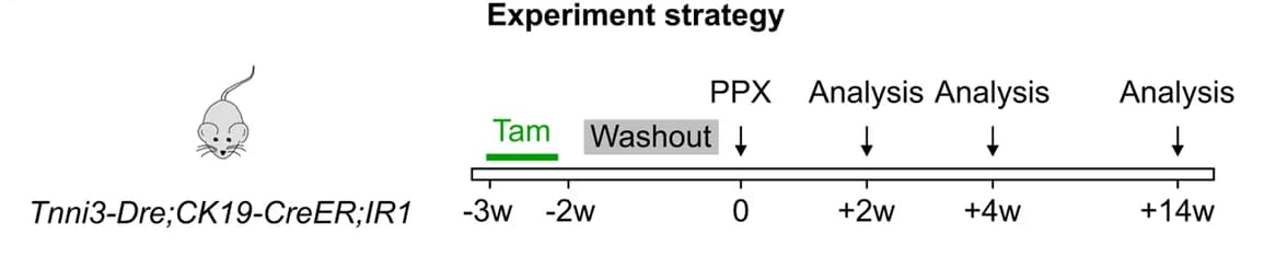 Open access visualization of Workflow, Illustration, Experimental Strategy, Tam Induction, PPX Injury