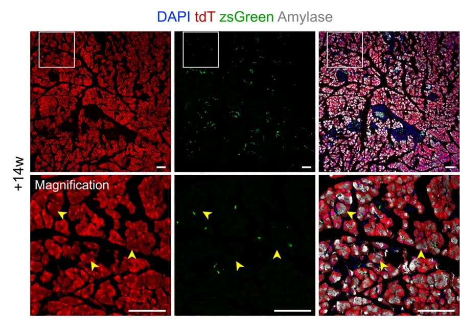 Open access visualization of Microscopy, Immunostaining, Amylase, Pancreatic Sections, Tnni3-Dre