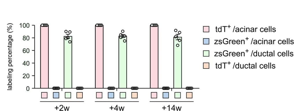 Open access visualization of Bar Plot, Scatter Plot, Error Bars, Quantification, Duct Cells