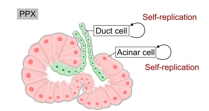 Open access visualization of Illustration, Workflow, Pancreatic Ductal Cells, Acinar Cells, Lineage Transdifferentiation