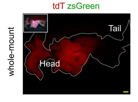 Open access visualization of Microscopy, zsGreen, tdT, Pancreas, Tnni3-Dre;CK19-CreER;IR1 Mice