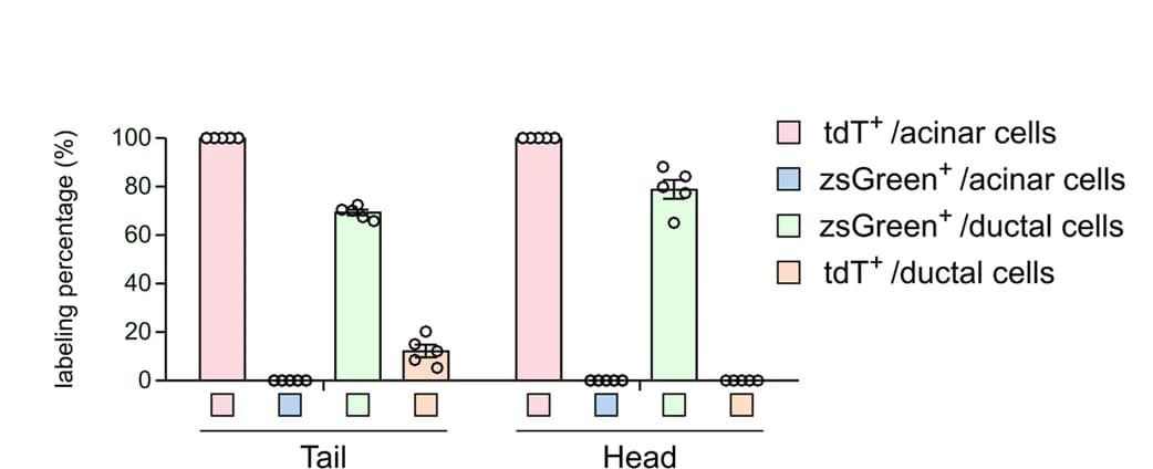 Open access visualization of Bar Plot, Error Bars, Duct Cells, zsGreen, tdT