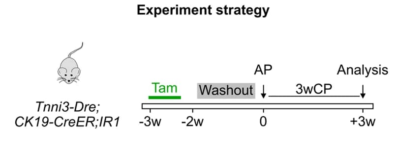 Open access visualization of Workflow, Illustration, Experimental Strategy, Tam Treatment, Caerulein-induced AP