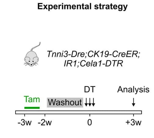 Open access visualization of Workflow, Illustration, Schematic diagram, Experimental timeline, Cell labeling