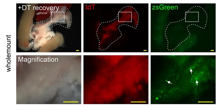 Open access visualization of Microscopy, Bright-field images, Fluorescent images, zsGreen expression, tdT expression