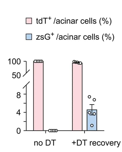 Open access visualization of Bar Plot, Error Bars, Quantification, Acinar Cells, zsGreen expression