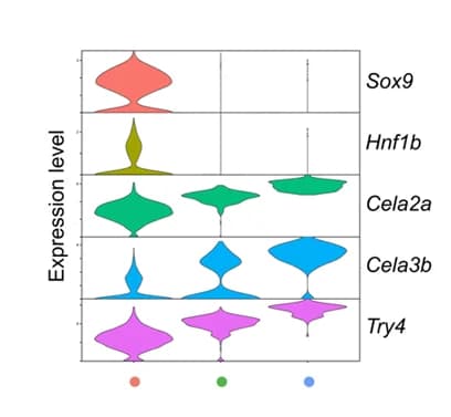 Open access visualization of Violin Plot, UMAP plots, Gene expression