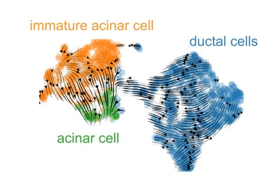 Open access visualization of Illustration, Flowchart, UMAP, RNA velocity, zsGreen