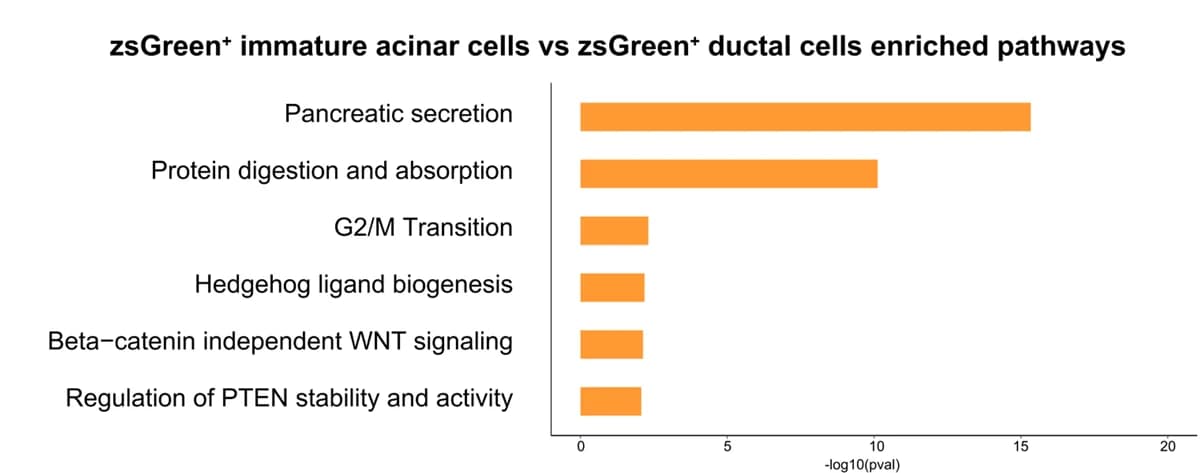 Open access visualization of Bar Plot, GO terms, zsGreen, Immature Acinar Cells, Ductal Cells