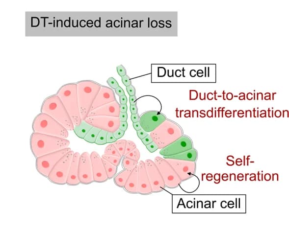Open access visualization of Illustration, Diagram, Acinar Cells, zsGreen, Ductal Cells