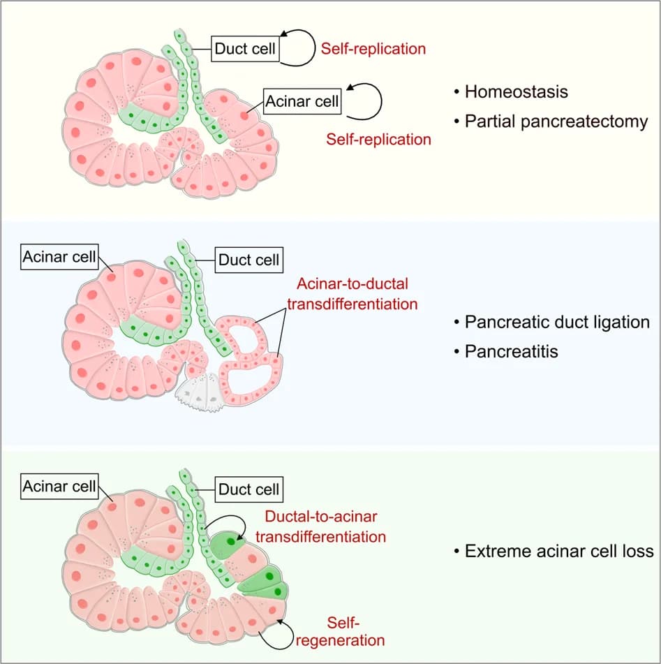 Open access visualization of Illustration, Workflow, Recombinase, Genetic Lineage Tracing, Pancreatic Acinar Cells