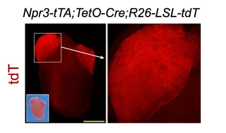 Open access visualization of Microscopy, Fluorescence image, P2 heart