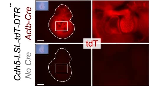 Open access visualization of Microscopy, Fluorescence image, E10.5 embryos