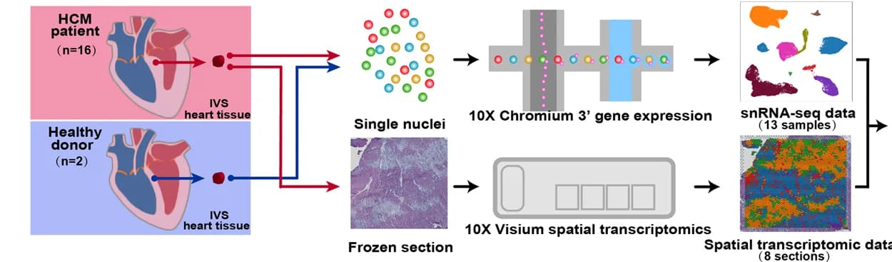 Open access visualization of Workflow, Microscopy, Experimental Procedure, Cardiac IVS Tissues, HCM Patients