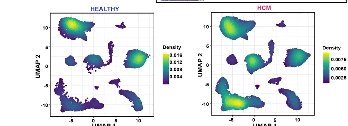 Open access visualization of UMAP, Scatter Plot, Density Plot, Nucleus Densities, UMAP Space