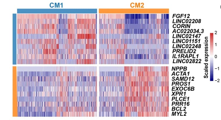 Open access visualization of Heatmap, Clustered, Molecular Signatures, Subpopulation