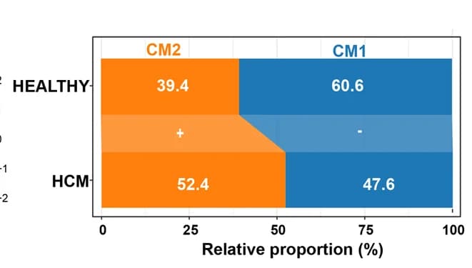 Open access visualization of Stacked Bar Plot, Relative Proportion, Subpopulation, Cardiomyocytes, Condition