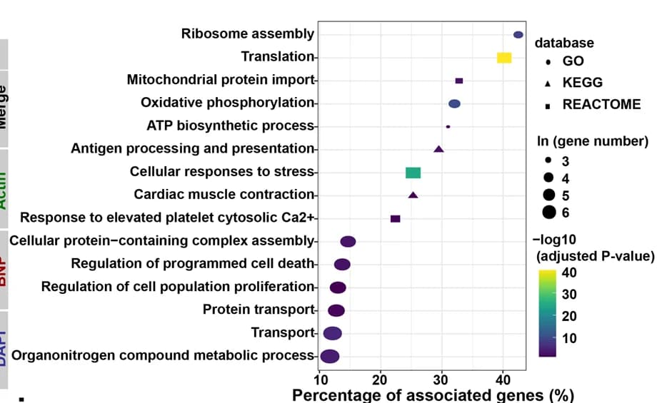 Open access visualization of Scatter Plot, Bubble Plot, Representative Terms, Upregulated Genes, Cardiomyocytes