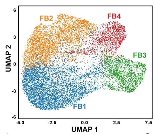 Open access visualization of Scatter Plot, UMAP, UMAP plot, Fibroblast subpopulations
