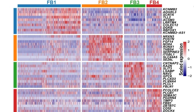 Open access visualization of Heatmap, Molecular signature, Subpopulation