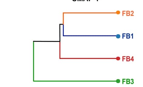 Open access visualization of Network, Pathway, Hierarchical clustering, Subpopulations