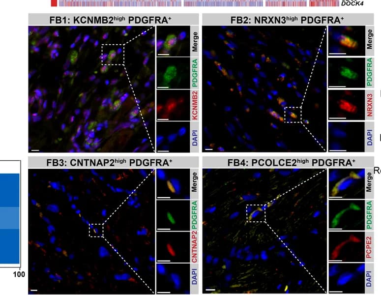 Open access visualization of Microscopy, Heatmap, Clustered, Immunofluorescence staining, Subpopulations