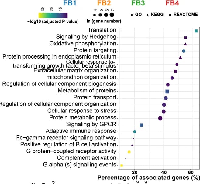 Open access visualization of Scatter Plot, Bubble Plot, Terms enriched, Upregulated genes, Fibroblasts