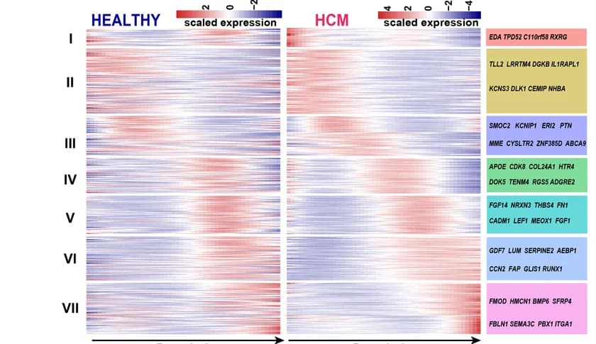 Open access visualization of Heatmap, Heatmaps, Expression dynamics, Genes, Trajectory
