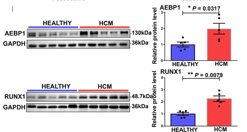 Open access visualization of Bar Plot, Error Bars, Gel, Photo, Western blot assays