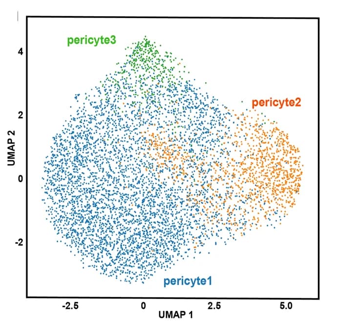 Open access visualization of Scatter Plot, UMAP, UMAP plot, Pericytes, Subpopulations