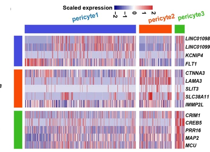 Open access visualization of Heatmap, Clustered, Molecular signature, Pericyte subpopulation