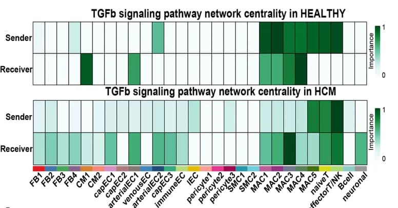 Open access visualization of Heatmap, Senders, Receivers, TGFβ Signaling Pathway, Network Centrality