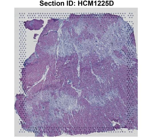Open access visualization of Microscopy, H&E Staining, Cardiac Tissue