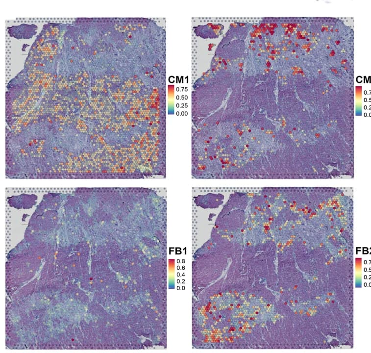 Open access visualization of Scatter Plot, Spatial Location, Subpopulations, snRNA-seq Data, Spatial Transcriptomic Data