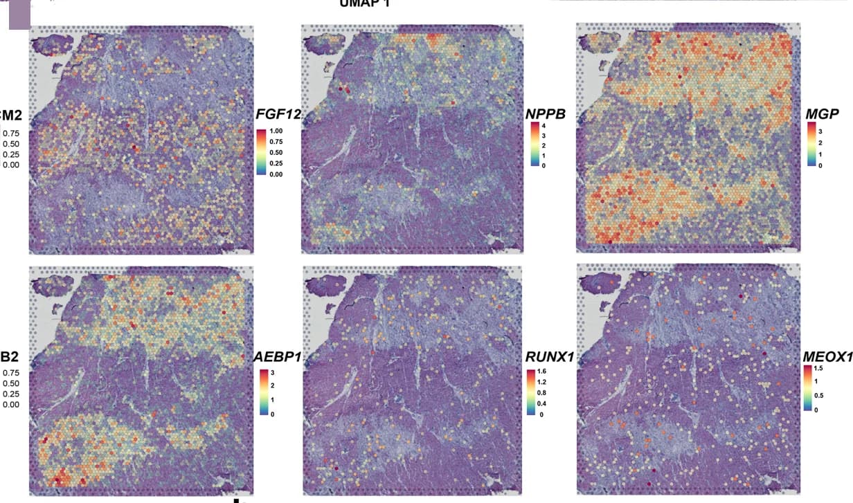 Open access visualization of Scatter Plot, UMAP, Expression Distribution, Markers, Target Genes