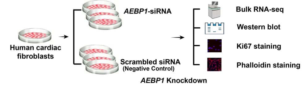 Open access visualization of Workflow, Illustration, Microscopy, Gel, AEBP1 Knockdown