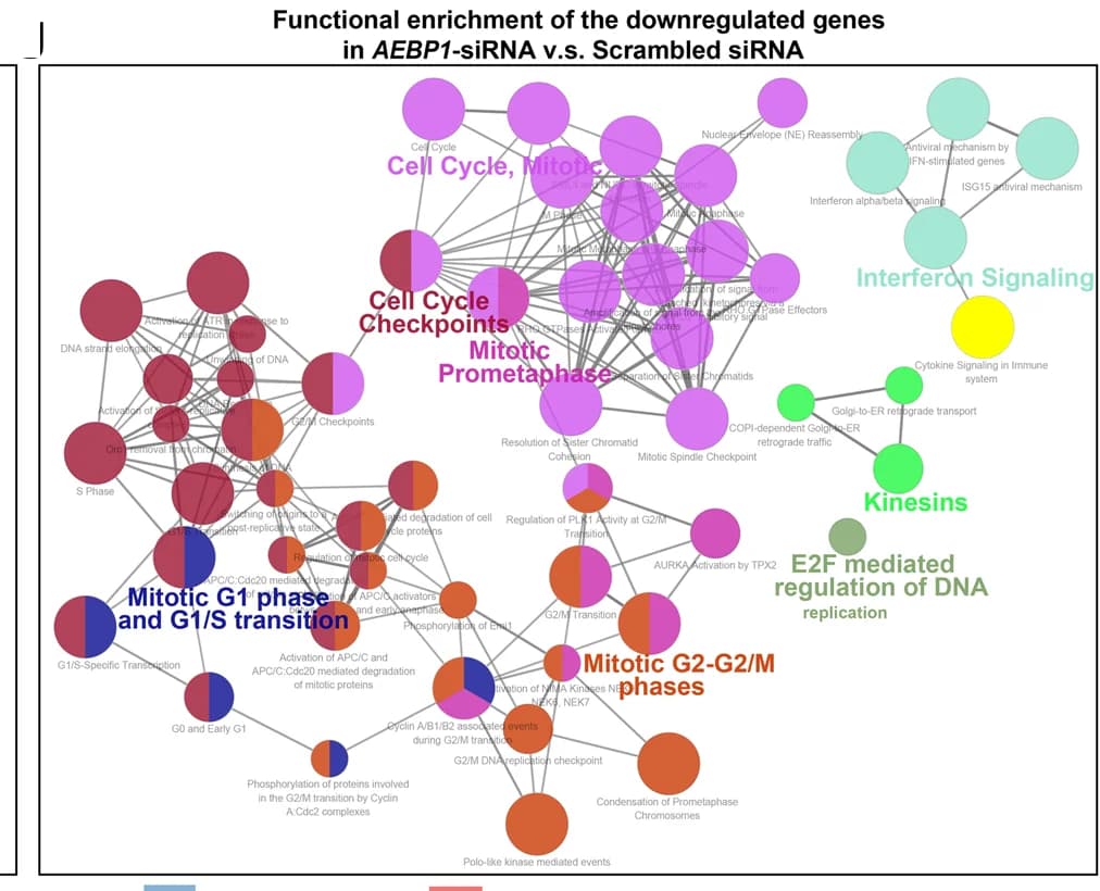 Open access visualization of Network, Pathway, Network Plot, Functional Enrichment, Downregulated Genes