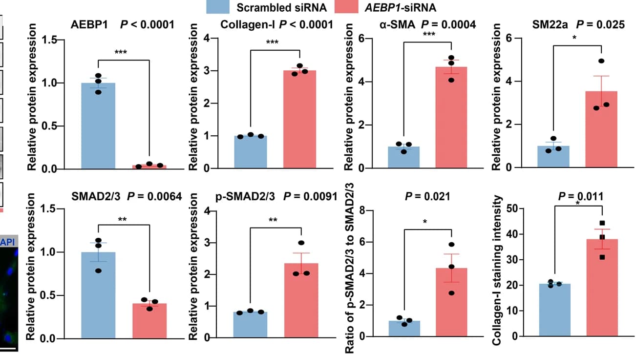 Open access visualization of Bar Plot, Error Bars, Quantitative Analysis, Western Blot, Staining Results
