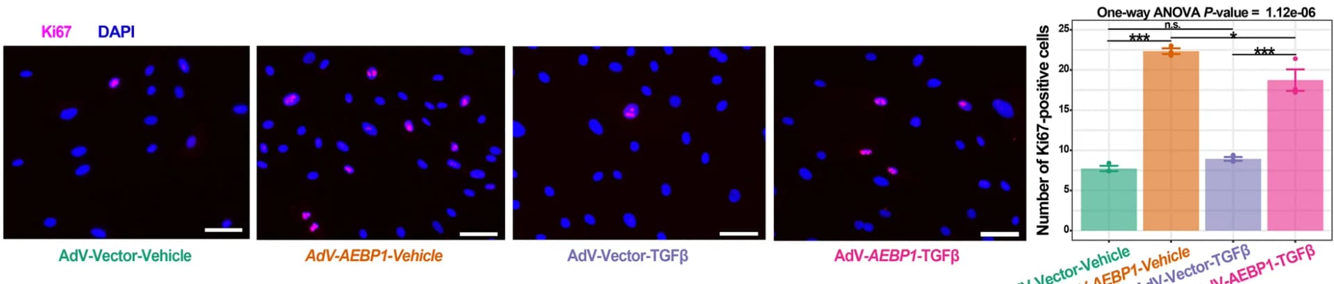 Open access visualization of Bar Plot, Error Bars, Microscopy, Photo, Ki67 Staining